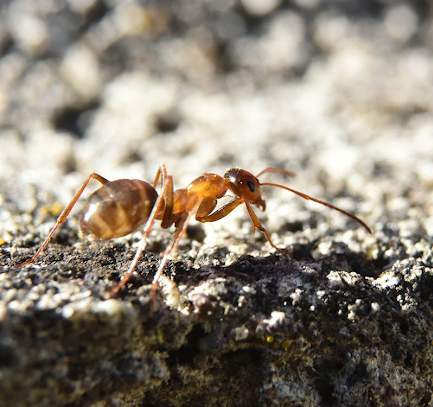 prevent termite damage