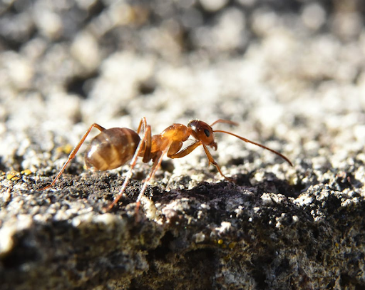 prevent termite damage